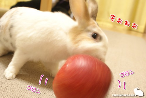 りんごと格闘