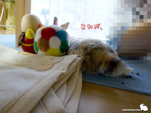 これが、