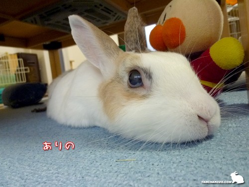 ありの・・・