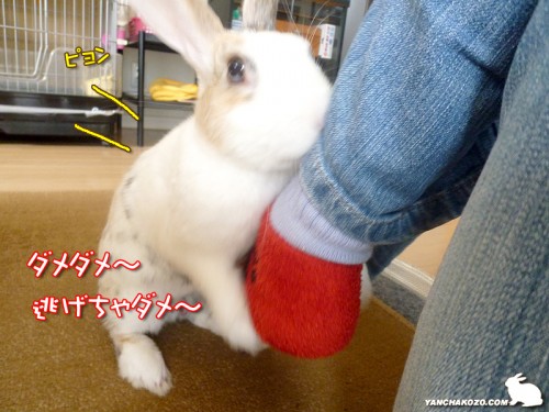 ダメダメ~逃げちゃ!