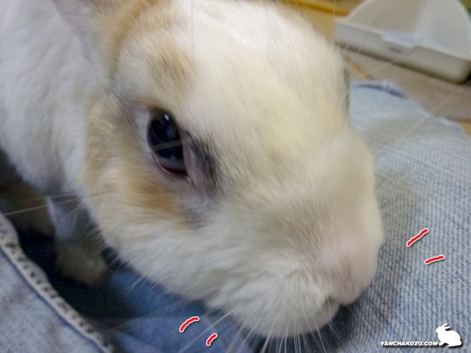 真剣に嗅ぎます