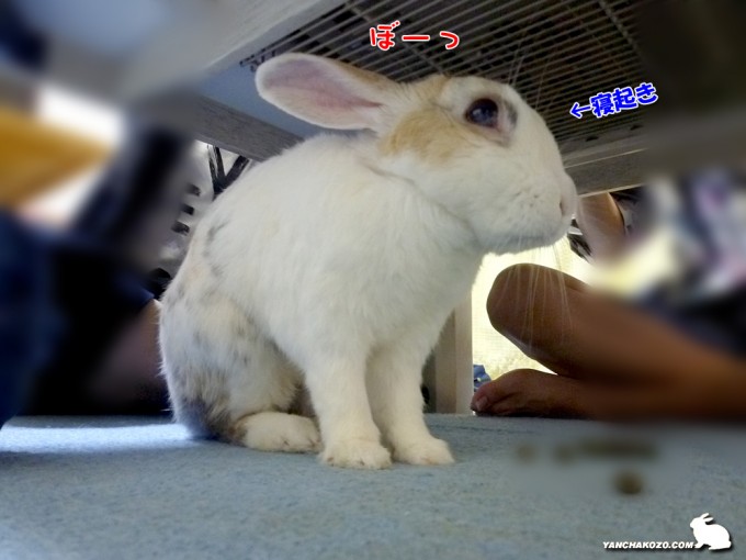 寝起きのぷーすけ