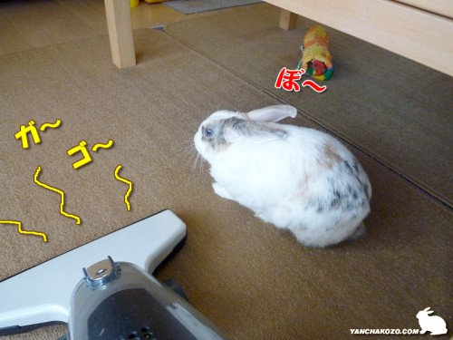 邪魔なうさぎ