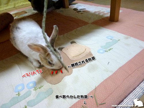 牧草より・・・