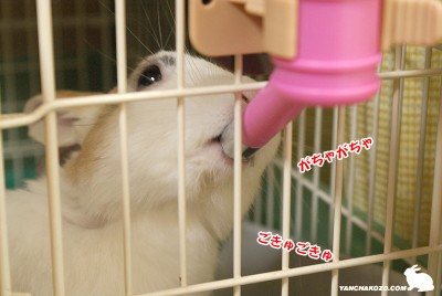 お水を飲むのね~