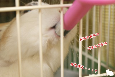 ぼとぼと・・・?