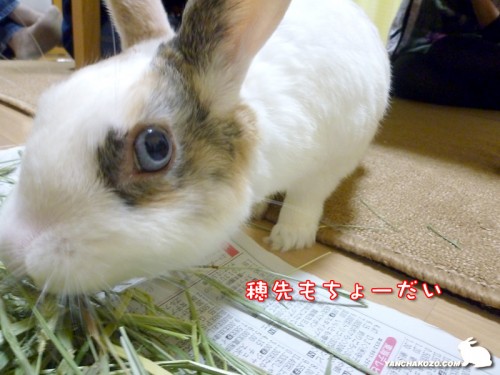 狙うは穂先
