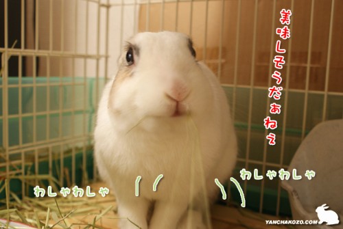 美味しいの?