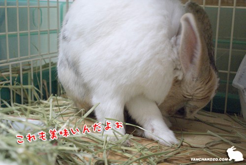 これも美味しいよ