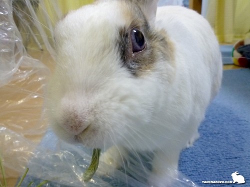 穂先もうまうま