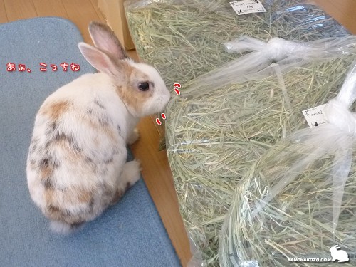 嗅いだけど