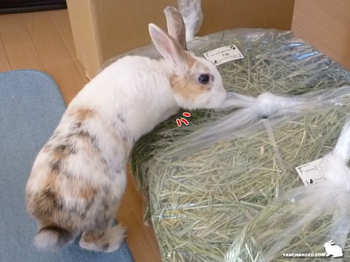 荷物チェック