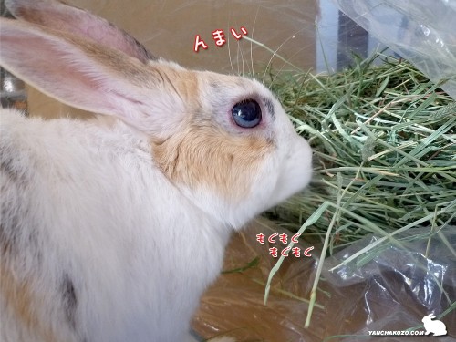 袋の兎に