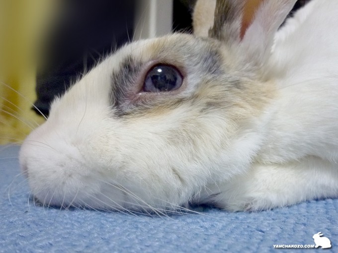 白黒はっきり左目