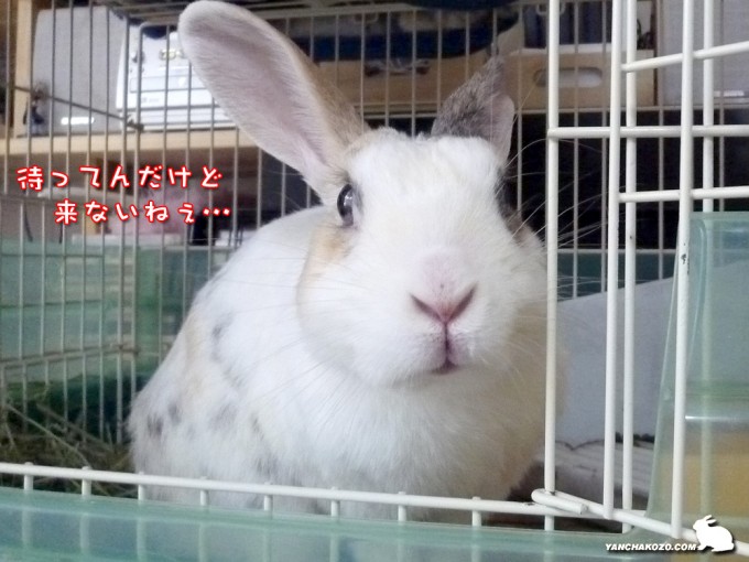まだですかー