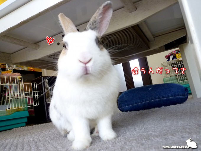 ぷんすかぷーすけ