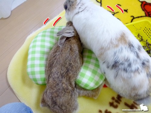 頭も嗅ぐよ