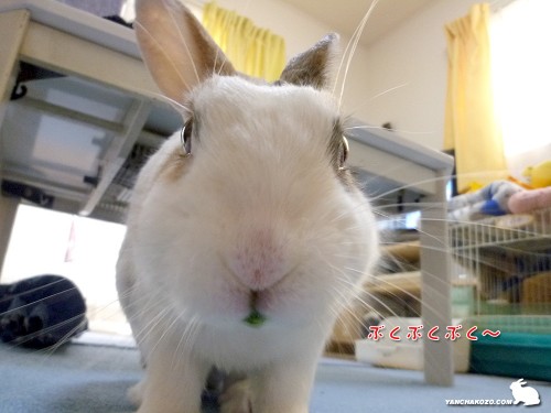 グリーンなうさぎ