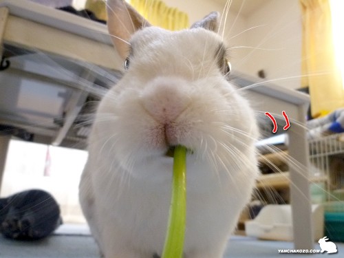 食べ直し