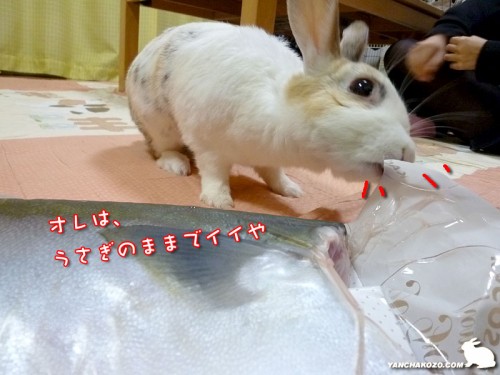 うさぎでイイや