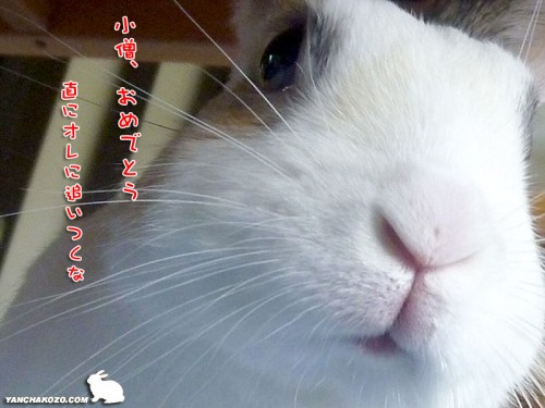 おめでとうさぎ