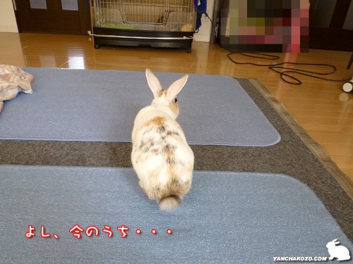 今のうち・・・