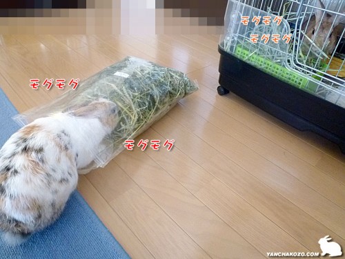 牧草に夢中
