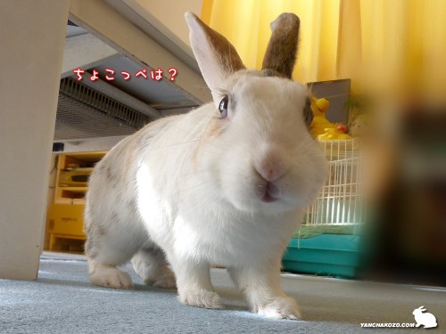 ちょこっぺは？