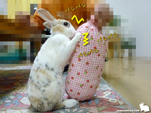 パシパシ