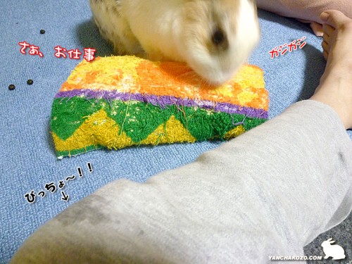 びっちょ