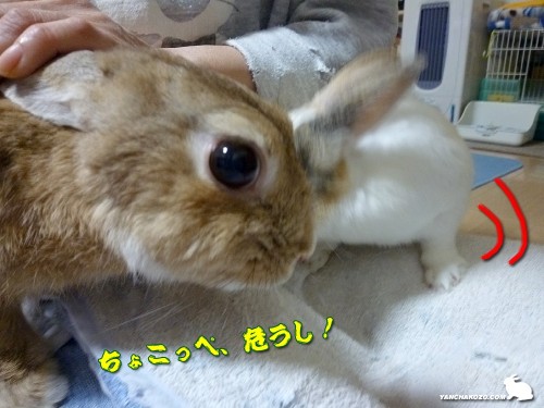 ちょこっぺ危うし！