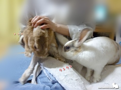 クンクン嗅ぐ