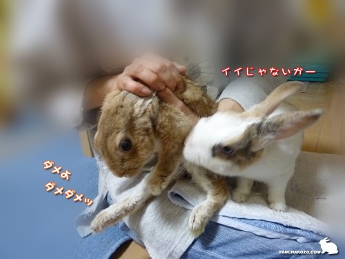 イイじゃないかー