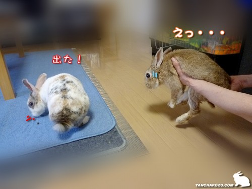出た！