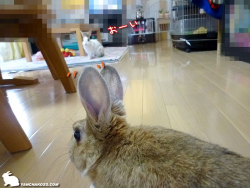 ぷりんがおーい