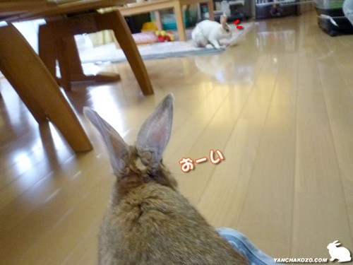 ちょこっぺがおーい