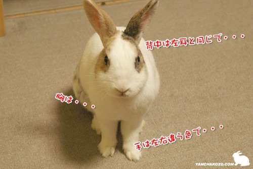 染めてください