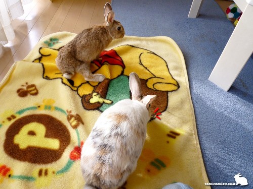 毛布持って来たよ～