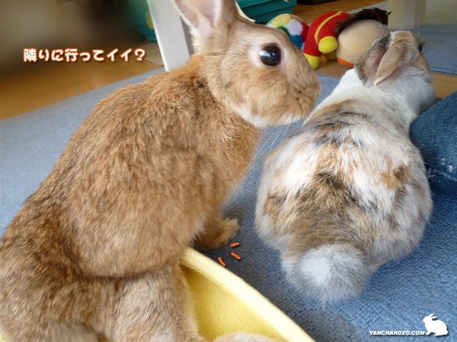 行ってイイの？