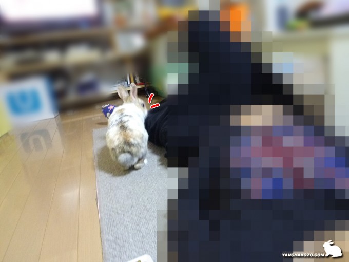 ぷーすけ確認中