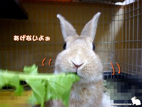 あげないよぉ