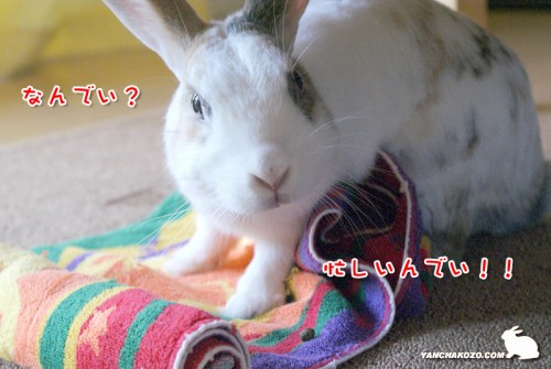 忙しいんでい!!