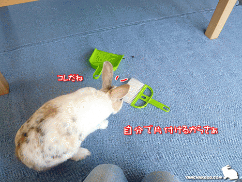 コレだね