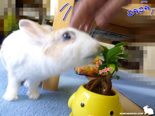 パクッ