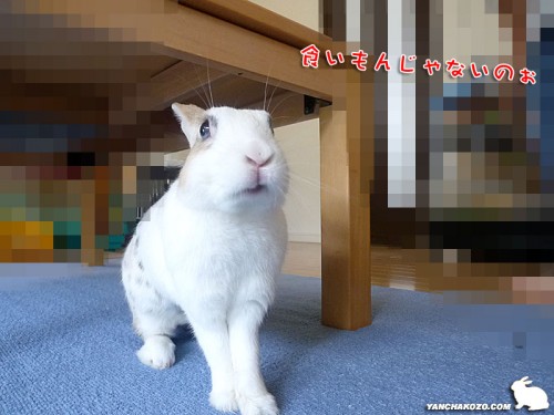 食べれないの？