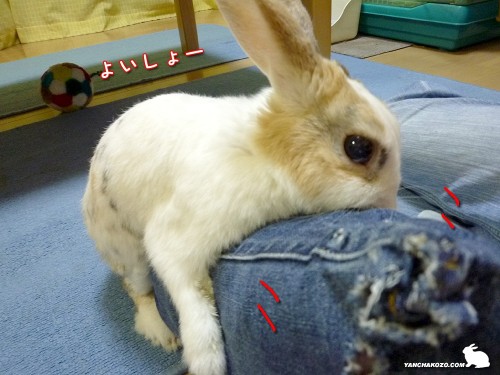 まだ続く「よいしょー」