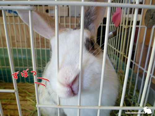 鼻ずぼっ