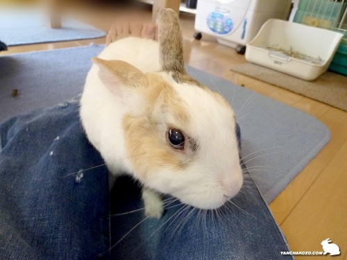 ジーンズナメナメ