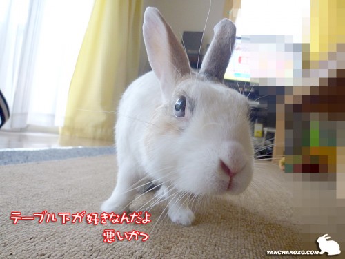 テーブル下が好き