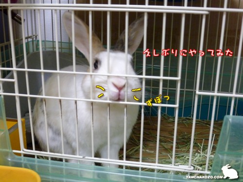 鼻ずぼっうさぎ